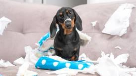Pets at home: How to prepare for a new arrival