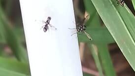 Dung flys indulge in wing-waving displays on the flowers of umbels 