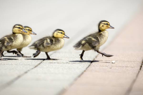 Public urged not to buy ducklings after reports of street sales in Dublin