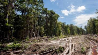 Indonesia loses forests as big as Ireland over 12 years