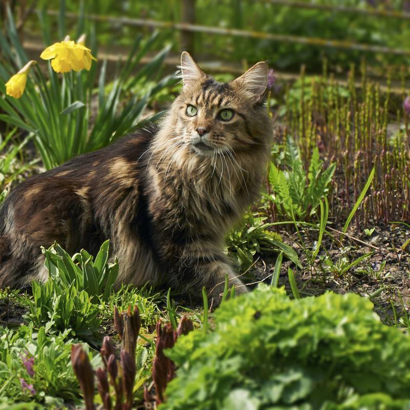 My neighbour’s cat is using my herb garden as his litter tray. What can I do?