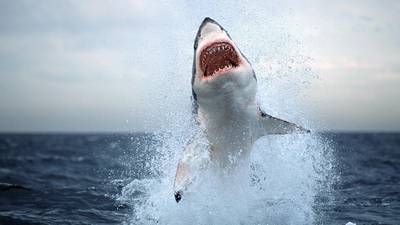 Something fishy in False Bay as great white sharks disappear