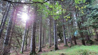 Covid-19 and falling timber prices to ‘substantially’ hit Coillte’s performance