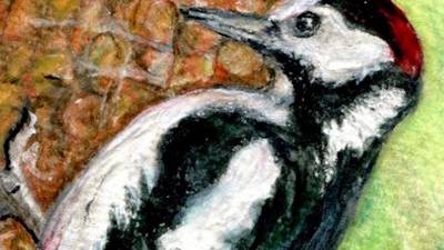 Captivating chronicle of woodpecker life