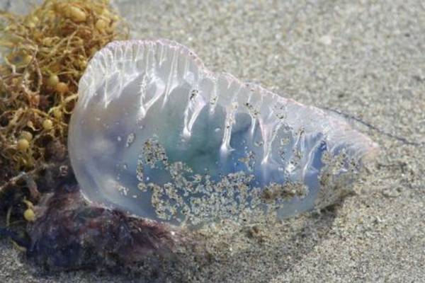 Storm Ophelia may have swept Portuguese men o’ war our way