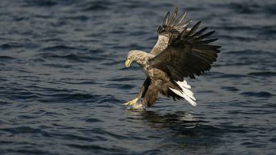 White-tailed sea eagle found dead of avian flu in Co Tipperary