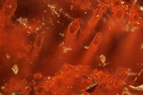 Scientists discover remains of oldest known ‘microfossils’