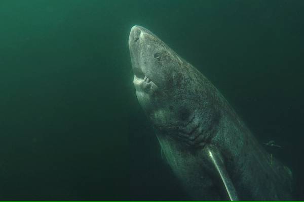 Greenland sharks beginning to shed their secrets on longevity