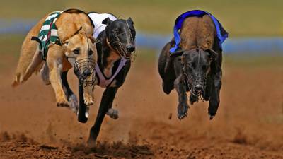 Greyhound racing promotion stopped due to ‘disgusting behaviour’ in sector – Ross