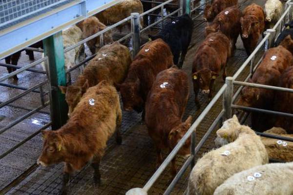 Coronavirus: Closure of livestock marts a blow to farmers, association says