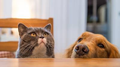 Award of €8,000 for tasteless cats and dogs slur by colleague