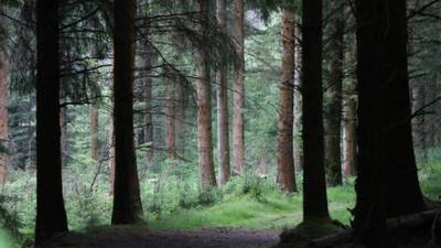 Ireland cuts 6.7 acres of trees for every acre planted, Labour conference told