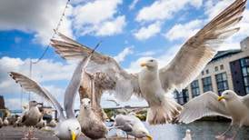 Workman who injured himself fleeing from seagulls settles €60,000 damages claim