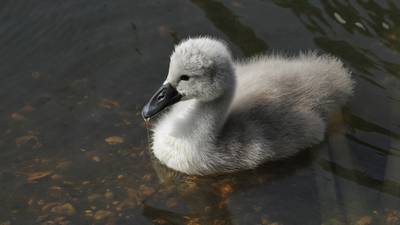 Swan through life by getting to like your ugly duckling
