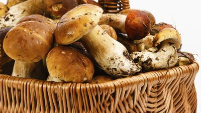 Authority warns over wild mushrooms