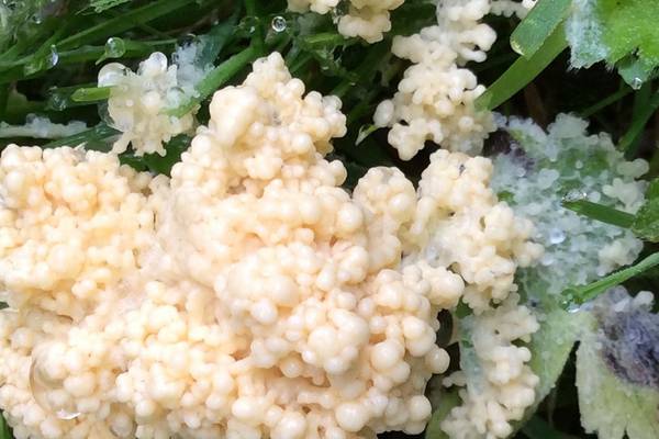 Scrambled egg or dog’s vomit? Your nature queries answered