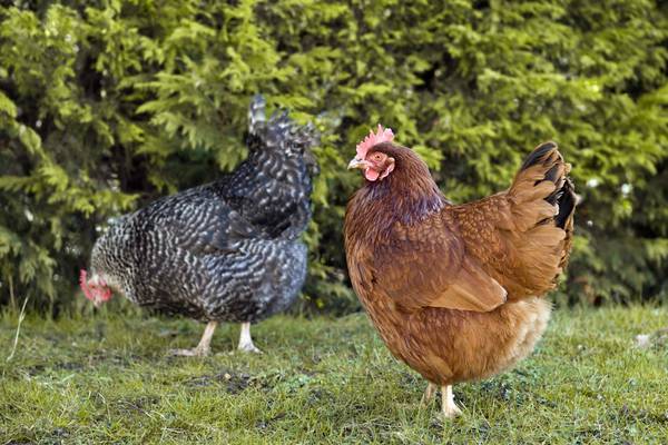 Why not give a rescue hen a home?