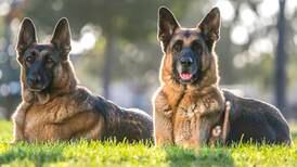 Two German shepherds involved in attack on Swords neighbour given stay of execution