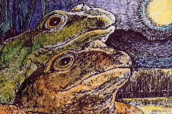 Michael Viney: Irish frogs and their explosive breeding