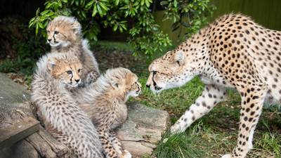 Fota Wildlife Park confirms birth of three ‘lockdown’ cheetah cubs