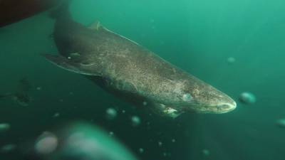 Greenland sharks can live  for 400 years, research says