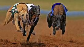 Greyhound racing promotion stopped due to ‘disgusting behaviour’ in sector – Ross
