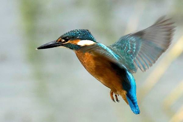 Halcyon maze – An Irishman’s Diary about the kingfisher, real and mythical
