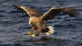 One of only two Irish-bred white-tailed eagles shot and killed