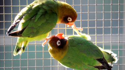 Parrot could be key witness in unsolved murder