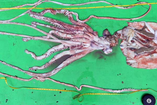 Giant squid – elusive creature of the deep