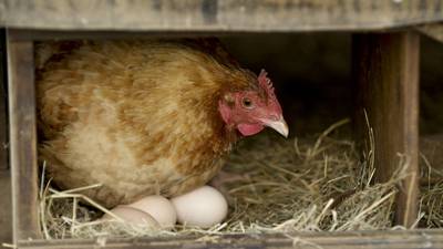 Hens are short lived, like my henhouse