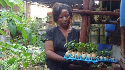 Sack farming in Uganda waits for no rain