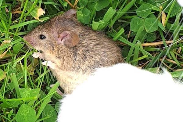 I rescued this mouse from my cat, what kind is it? Readers’ nature questions