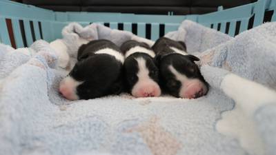Lucky escape: Puppies found dangling in bag above Co Donegal river