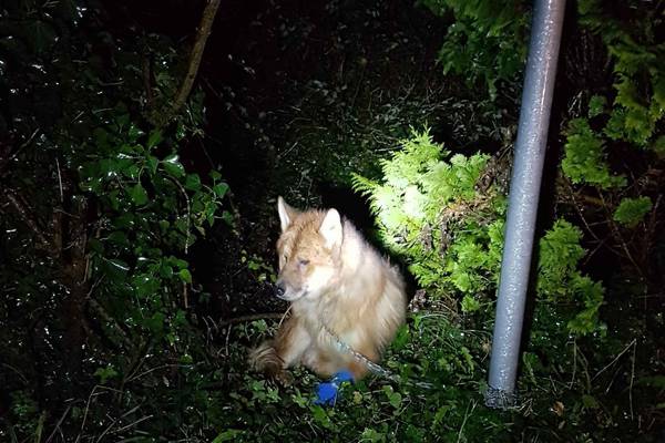 Dog with severe injuries found chained to gate in Co Longford