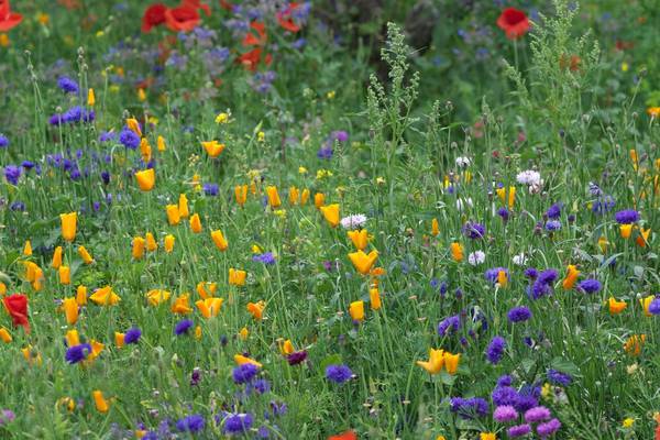Go wild in the garden: how to sow your own wildflower meadow