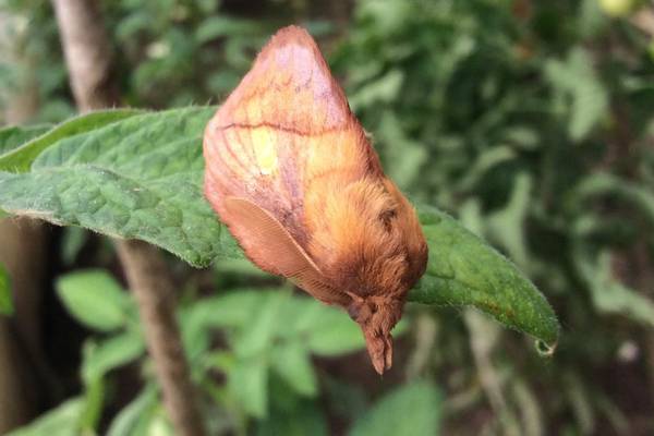 What is this moth and why does it look like a bird? Readers’ nature queries