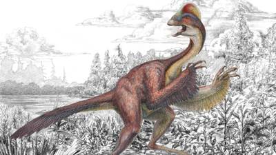 New ‘chicken from hell’ dinosaur identified