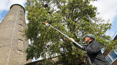 'It's perhaps Dublin's oldest fruit tree': DNA testing dates pear tree to 1840s