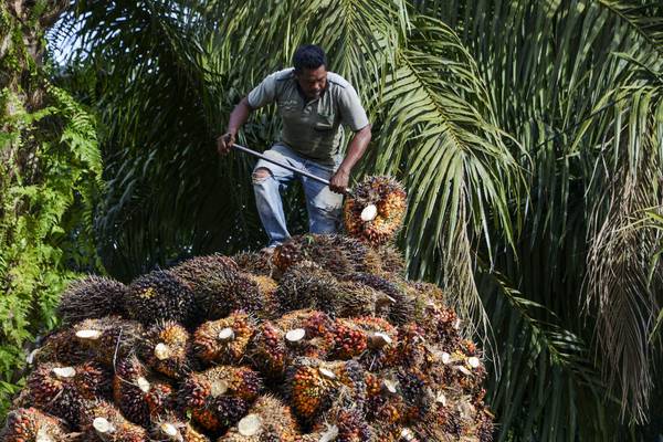 Indonesia files WTO palm oil suit as tensions with EU grow