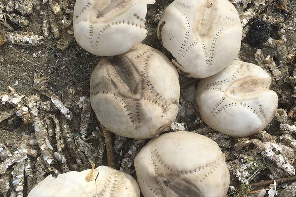 What are these hollow little specimens found on the shoreline? And other readers’ nature queries