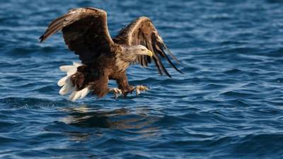 Young eagles land in Kerry from Norway to bolster Irish breeding population