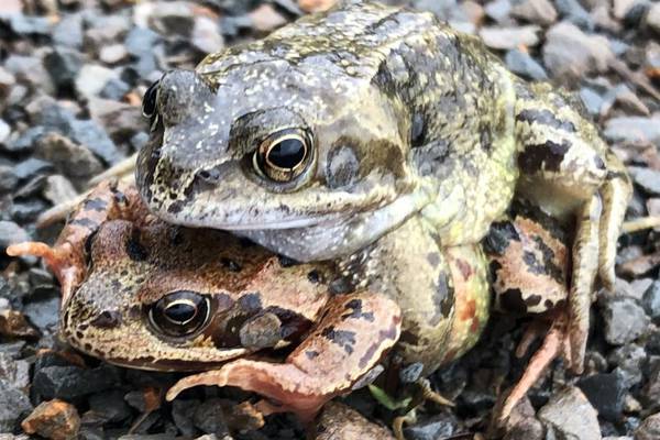 How was amplexus for you, dear? Your nature queries answered