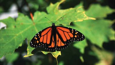 Butterfly numbers continuing to recover