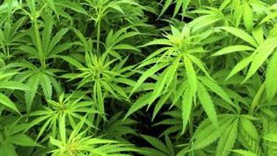 Neurologists to draw up guide for safe use of medicinal cannabis