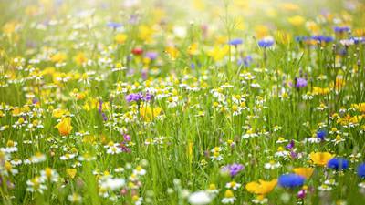 Why you should turn your lawn into a meadow