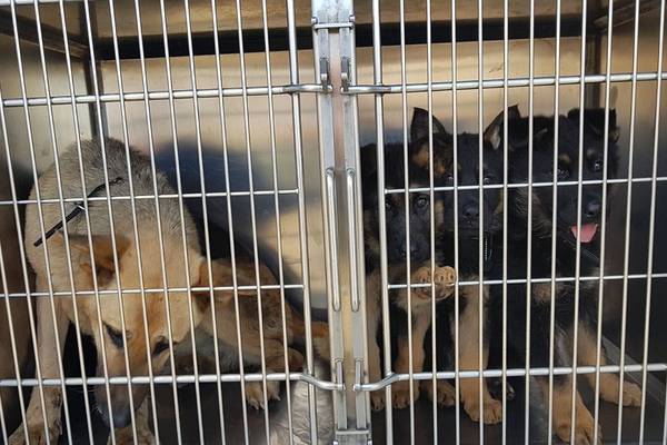 Revenue seizes German Shepherd puppies at Dublin Port