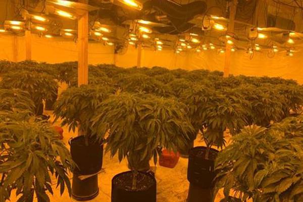 Two men held after ‘sophisticated’ cannabis farm located in Co Down