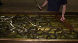 Europe’s eels at risk from lucrative illegal trafficking