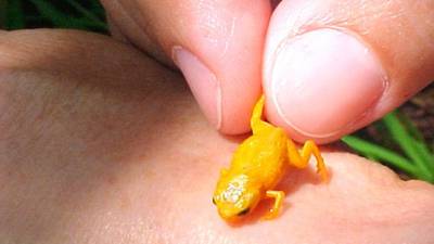 Seven species of miniature frog discovered in Brazil